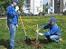 Employees of Kostromaenergo planted new trees along the "Alleys of Power Engineers"