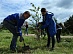 Power engineers of the Tver branch of IDGC of Centre presented to the regional centre more than two hundred trees
