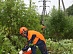 In 2016 power engineers of "Lipetskenergo" to clear nearly 461.8 hectares of ROWs along power lines
