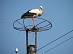 In 2018 Smolenskenergo to install 2,615 bird protection devices on overhead power lines