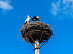 Belgorod power engineers help storks secure their nests